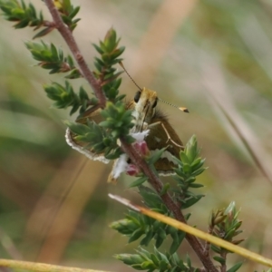 Taractrocera papyria at Paddys River, ACT - 29 Sep 2022