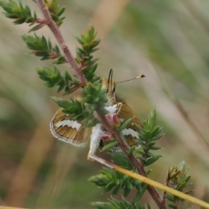 Taractrocera papyria at Paddys River, ACT - 29 Sep 2022