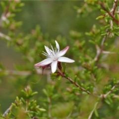 Calytrix tetragona (Common Fringe-myrtle) at Paddys River, ACT - 29 Sep 2022 by RAllen