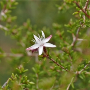 Calytrix tetragona at Paddys River, ACT - 29 Sep 2022