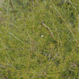 Calytrix tetragona at Paddys River, ACT - 29 Sep 2022