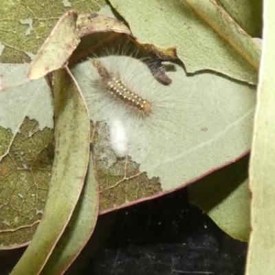 Uraba lugens (Gumleaf Skeletonizer) at McKellar, ACT - 30 Sep 2022 by Amata