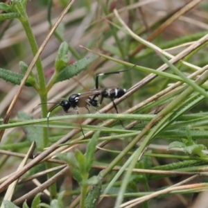 Ichneumonidae (family) at Paddys River, ACT - 29 Sep 2022