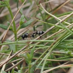 Ichneumonidae (family) (Unidentified ichneumon wasp) at Paddys River, ACT - 29 Sep 2022 by RAllen