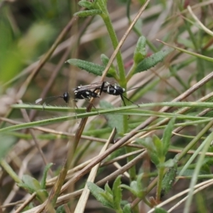 Ichneumonidae (family) at Paddys River, ACT - 29 Sep 2022