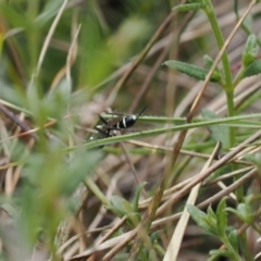 Ichneumonidae (family) at Paddys River, ACT - 29 Sep 2022 11:30 AM