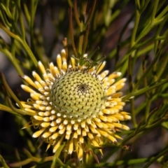 Isopogon anethifolius at Bundanoon, NSW - 25 Sep 2022 by Aussiegall