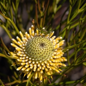 Isopogon anethifolius at Bundanoon, NSW by Aussiegall