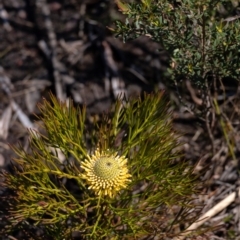 Isopogon anethifolius at Bundanoon, NSW - 25 Sep 2022