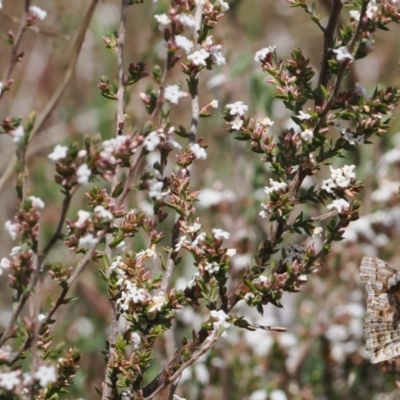 Leucopogon attenuatus (Small-leaved Beard Heath) at Tidbinbilla Nature Reserve - 29 Sep 2022 by RAllen