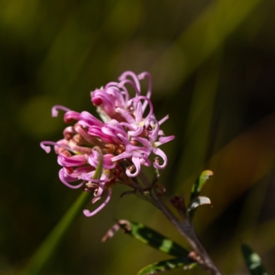 Grevillea sericea (Pink Spider-Flower) at Morton National Park - 25 Sep 2022 by Aussiegall