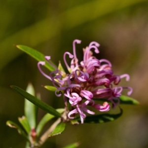 Grevillea sericea at Bundanoon, NSW - 25 Sep 2022 11:53 AM