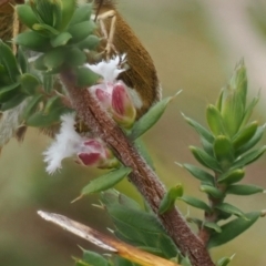 Leucopogon attenuatus (Small-leaved Beard Heath) at Tidbinbilla Nature Reserve - 29 Sep 2022 by RAllen