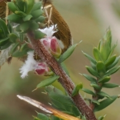 Styphelia attenuata (Small-leaved Beard Heath) at Paddys River, ACT - 29 Sep 2022 by RAllen