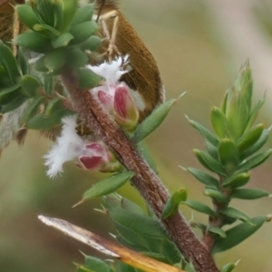 Styphelia attenuata at Paddys River, ACT - 29 Sep 2022