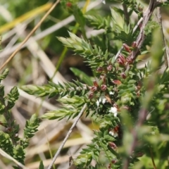 Styphelia attenuata at Paddys River, ACT - 29 Sep 2022