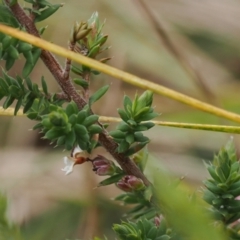 Styphelia attenuata at Paddys River, ACT - 29 Sep 2022