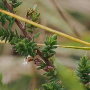 Leucopogon attenuatus at Paddys River, ACT - 29 Sep 2022