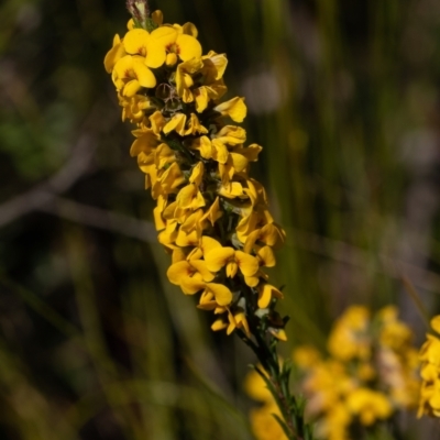 Dillwynia floribunda (Flowery Parrot-pea, Showy Parrot-pea) at Bundanoon - 25 Sep 2022 by Aussiegall