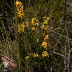 Dillwynia floribunda at Bundanoon, NSW - 25 Sep 2022