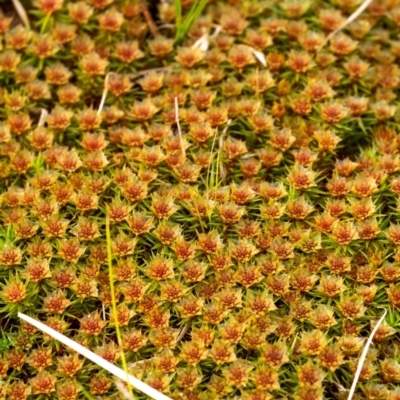 Polytrichaceae sp. (family) at Penrose, NSW - 6 Sep 2022 by Aussiegall