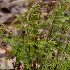 Cheilanthes sieberi subsp. sieberi (Narrow Rock Fern) at Penrose - 6 Sep 2022 by Aussiegall
