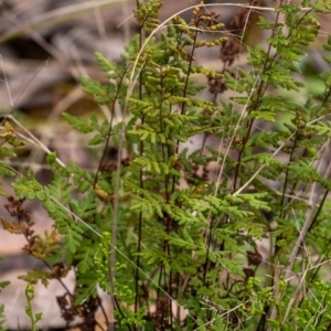 Cheilanthes sieberi subsp. sieberi at Penrose, NSW - 6 Sep 2022