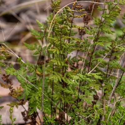 Cheilanthes sieberi subsp. sieberi (Narrow Rock Fern) at Penrose, NSW - 6 Sep 2022 by Aussiegall