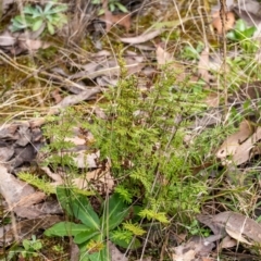 Cheilanthes sieberi subsp. sieberi at Penrose, NSW - 6 Sep 2022