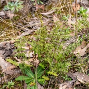 Cheilanthes sieberi subsp. sieberi at Penrose, NSW - 6 Sep 2022