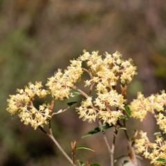 Pomaderris andromedifolia (Yellow Pomaderris) at Bundanoon, NSW - 25 Sep 2022 by Aussiegall