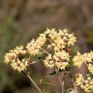 Pomaderris andromedifolia at Bundanoon, NSW - 25 Sep 2022