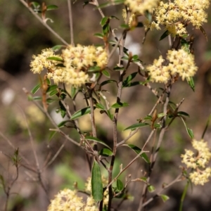 Pomaderris andromedifolia at Bundanoon, NSW - 25 Sep 2022 12:00 PM