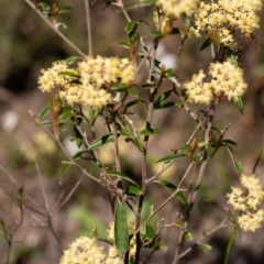 Pomaderris andromedifolia at Bundanoon, NSW - 25 Sep 2022