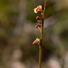 Bossiaea ensata (Sword Bossiaea) at Morton National Park - 25 Sep 2022 by Aussiegall