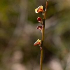 Bossiaea sp. (TBC) at Bundanoon, NSW - 25 Sep 2022 by Aussiegall