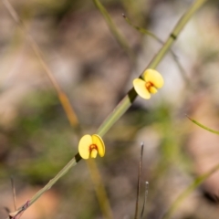 Bossiaea ensata at Bundanoon, NSW - 25 Sep 2022