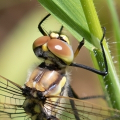 Hemicordulia tau (Tau Emerald) at Jerrabomberra Wetlands - 1 Oct 2022 by rawshorty