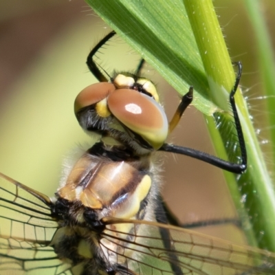 Hemicordulia tau (Tau Emerald) at Jerrabomberra Wetlands - 1 Oct 2022 by rawshorty