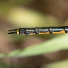 Hemicordulia tau at Fyshwick, ACT - 1 Oct 2022