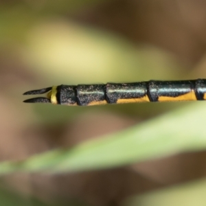 Hemicordulia tau at Fyshwick, ACT - 1 Oct 2022