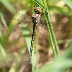 Hemicordulia tau at Fyshwick, ACT - 1 Oct 2022