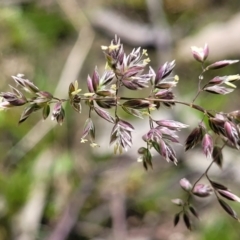 Poa (genus) (A Snow Grass) at Fraser, ACT - 1 Oct 2022 by trevorpreston