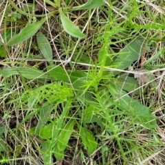 Eryngium ovinum at Fraser, ACT - 1 Oct 2022