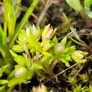 Crassula decumbens var. decumbens at Fraser, ACT - 1 Oct 2022 12:29 PM