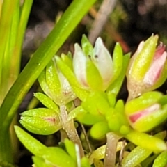 Crassula decumbens var. decumbens at Fraser, ACT - 1 Oct 2022 12:29 PM