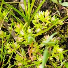 Crassula decumbens var. decumbens at Fraser, ACT - 1 Oct 2022