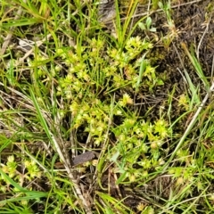 Crassula decumbens var. decumbens at Fraser, ACT - 1 Oct 2022 12:29 PM