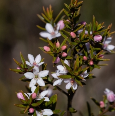 Philotheca scabra at Bundanoon, NSW - 25 Sep 2022 by Aussiegall