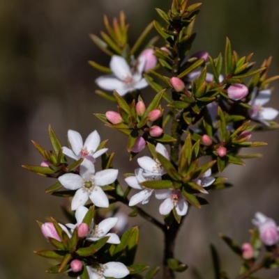  at Bundanoon, NSW - 25 Sep 2022 by Aussiegall